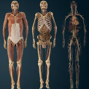 86 Inch Medical Teaching Machine 3D Virtual Anatomy Table Human Database Multi-functional Medical Education System thumbnail-1