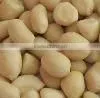 Chinese Blanched Peanut Kernel thumbnail-1