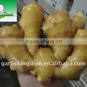 Sell Anqiu Fresh Ginger,150g and up thumbnail-1