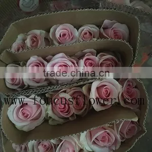 Wedding Decoration High Quality Rose Flower Fresh Cut Pink Flower From Yunnan, China thumbnail-2