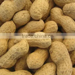 Peanut in Shell thumbnail-1