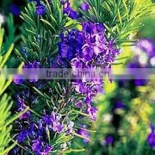 Rosemary Essential Oil thumbnail-1