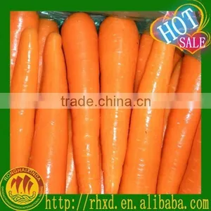 Fresh Carrot Fresh Vegetable High Demand Products Carrot thumbnail-1