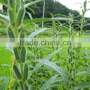 Sesame Oil 20 ml thumbnail-2