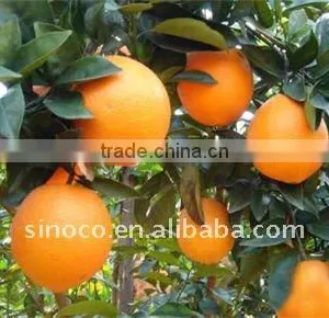 China Navel Orange thumbnail-1