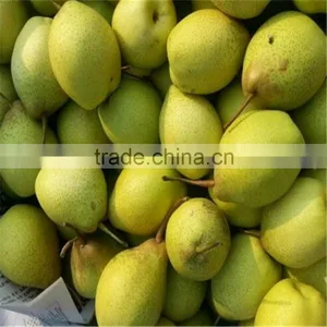 Chinese High Quality and Healthy su Pear thumbnail-2