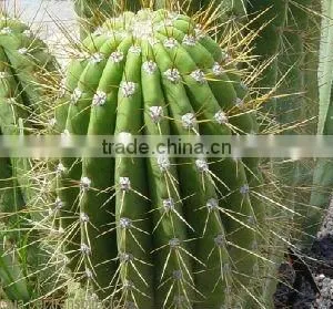 Natural Cacti Extract Powder With Best Price thumbnail-1