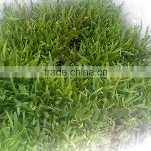 Raw Wild Black Goji Seeds for Planting Organic Goji Berry Seeds thumbnail-3