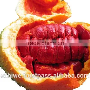 The Best Qualtity GAC FRUIT OIL (Momordica Cochinchinensis) thumbnail-2