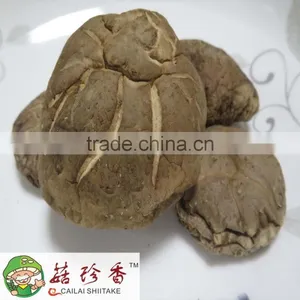 Dried Smooth Shiitake Mushroom of Autumn Planting thumbnail-1