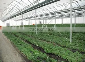 Plastic Film for Greenhouse thumbnail-1