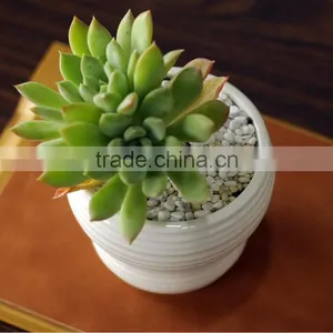 Indoor Mini Glazed White Pottery Planter for Succulent thumbnail-3