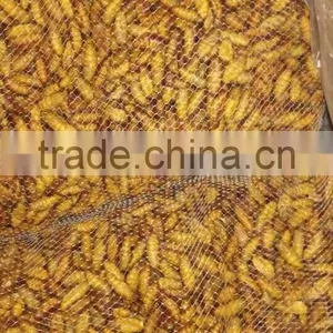 Popular Seafood in Thailand Frozen Silkworm Chrysalis thumbnail-4