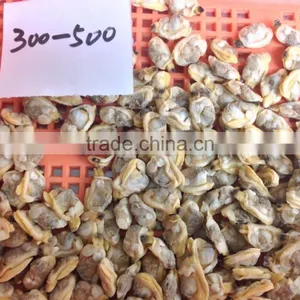 IQF Cooked Short Necked Clam Meat for Sale thumbnail-3