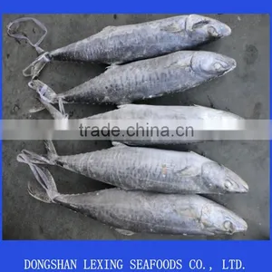 Frozen Spanish Mackerel thumbnail-1