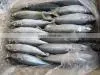 Frozen Mackerel Fish Land Oct thumbnail-1