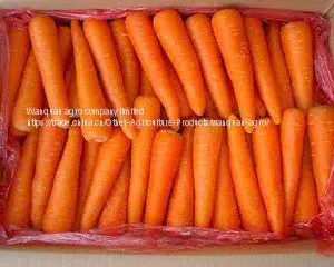 Fresh Carrots thumbnail-1