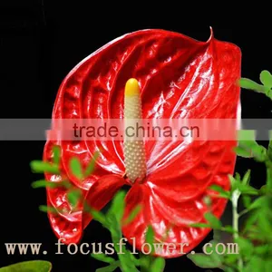 Wholesale Fresh Cut Flower Plants Anthurium From Kunming thumbnail-1