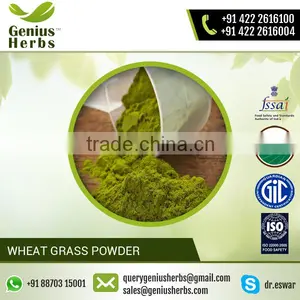 100% Water Soluble Organic Green Wheat Grass Powder for Sale thumbnail-4