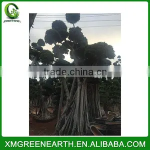 Ficus Microcarpa Big Bonsai 5.5m (1) thumbnail-2