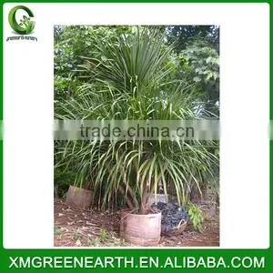 Dracaena Angustifolia (2) thumbnail-2