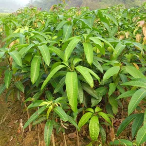 Japan Mango Trees With Grafting Mango Fruit Trees thumbnail-5