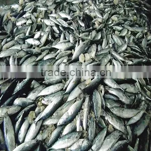 FAO 61 China Frozen Bonito Tuna Fish and Auxis Thazard thumbnail-5