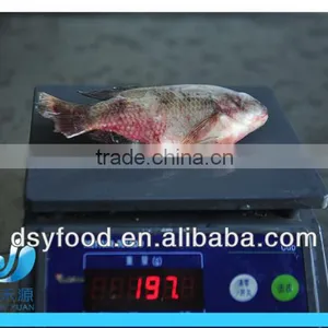 WR Frozen Black Tilapia thumbnail-1