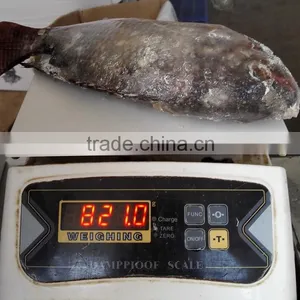 Frozen Tilapia Fish Whole Round,Black Tilapia 100-200g, 200-300g,300-500g,500-800g thumbnail-2