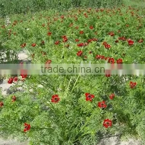 Summer Adonis , Adonis,flower Seed thumbnail-5