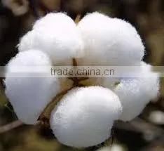 RAW COTTON thumbnail-1