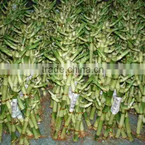 Small Triangle Pyramid Lucky Bamboo Air Bonsai Tree DRACAENA SANDERIANA Indoor Ornamental Aquatic Water Plants Garden Decoration thumbnail-4