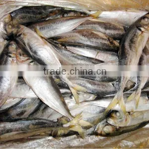 Frzoen Horse Mackerel Jack Mackerel thumbnail-1
