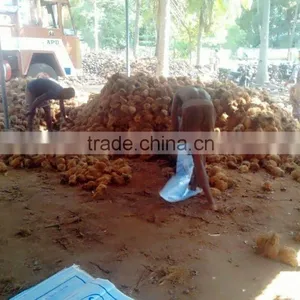 Fresh Coconuts From Kerala thumbnail-3