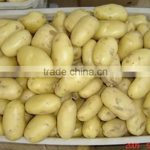 NEW GROP HOLLAND POTATO thumbnail-3