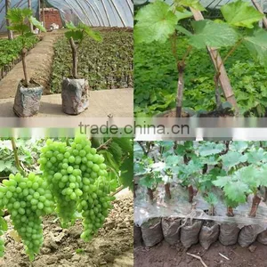 Grape Tree Seedling thumbnail-2