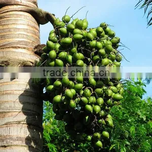Areca Catechu Trees thumbnail-2