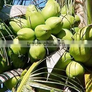 Desiccated Coconut From Vietnam, High Fat, Medium and Fine Grade, Supplied by Hagimex thumbnail-5