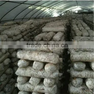 Dried Log Flower Shiitake Mushrooms Logs Whole Low Price For Sale thumbnail-5