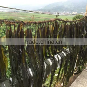 Hot Kelp Raw Material,Dry Laminaria thumbnail-1