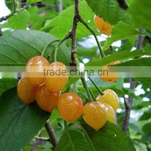 Lowest Price High Quality Calcium Ammonium Nitrate thumbnail-4