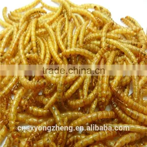 Mealworm Treats With Long-term Technical Support thumbnail-1