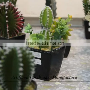 Mini Succulent Plants Potted Plants for Decoration thumbnail-4