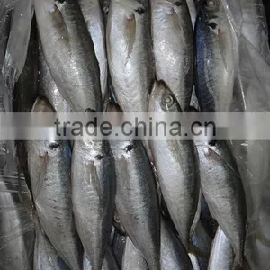 Frozen Horse Mackerel thumbnail-1