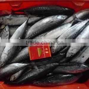 (300-500g) Bonito thumbnail-1