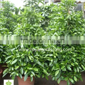 Stephanotis Floribunda(Floradora,Madagascar Jasmine,Wax Flower) thumbnail-1