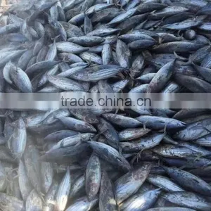 Frozen Skipjack Tuna 4kg up HACCP Seafood Whole Round Auxis Thazard Light Catch Land Frozen (skype:ste.nanking) thumbnail-1
