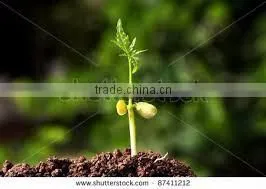Neem Soil thumbnail-5
