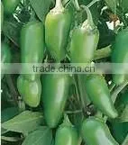 Jalapeno Pepper in Jars thumbnail-6