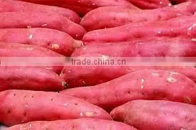 JAPANESE SWEET POTATO HIGH QUALITY, GOOD PRICE thumbnail-1
